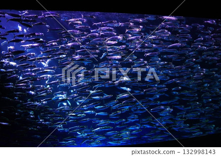 沙丁魚性能 沙丁魚性能 132998143