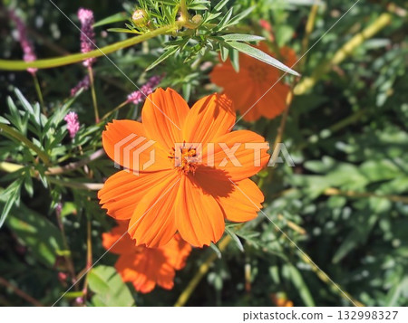 盛開的美麗黃色波斯菊 132998327