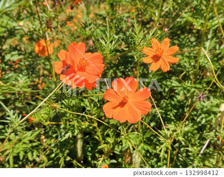 Honeybees and beautifully blooming yellow cosmos 132998412