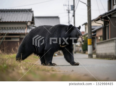 The bear that came down to town The bear that came down to town 132998485