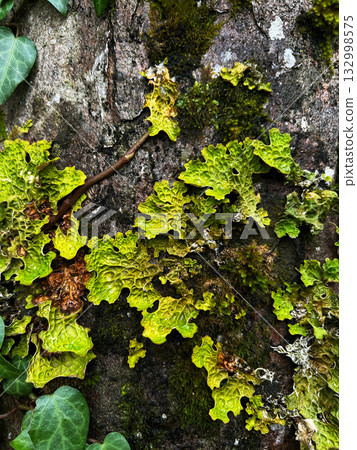 Lobaria pulmonaria epiphyte lichens, Close-up of bright green lichen and moss growing on rough stone surface. Detailed natural texture of forest vegetation 132998575