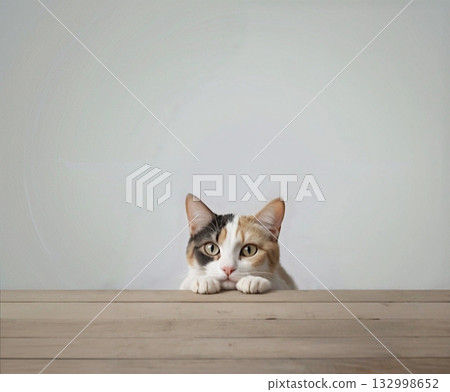 Calico cat gazing across the table Calico cat gazing across the table 132998652