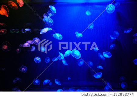 登別海洋公園尼克斯:一個充滿水母的放鬆空間 登別海洋公園尼克斯:一個充滿水母的放鬆空間 132998774
