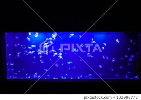 Noboribetsu Marine Park Nixe: A relaxing space filled with jellyfish Noboribetsu Marine Park Nixe: A relaxing space filled with jellyfish 132998778