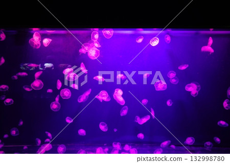 登別海洋公園尼克斯：一個充滿水母的放鬆空間 132998780