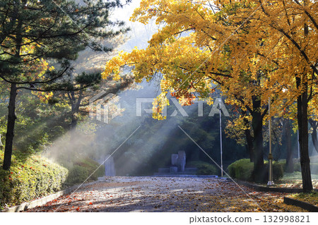 the sun's rays shining through the tree branches in the park the sun's rays shining through the tree branches in the park 132998821