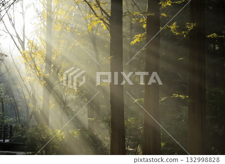 the sun's rays shining through the tree branches in the park 132998828