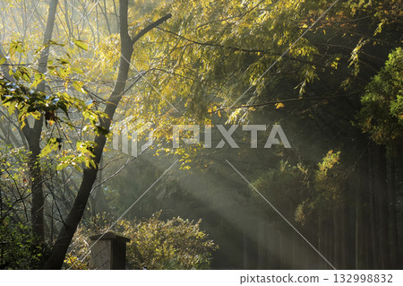 the sun's rays shining through the tree branches in the park the sun's rays shining through the tree branches in the park 132998832