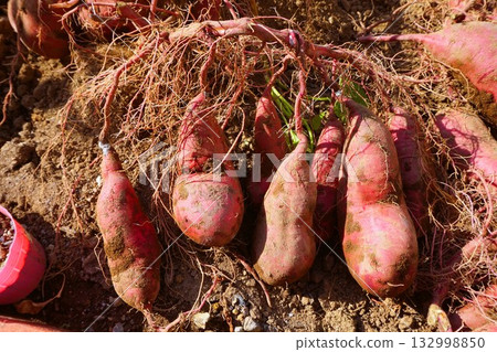 Sweet potato Beni Haruka potato digging 132998850