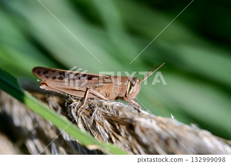 Patanga japonica Patanga japonica 132999098