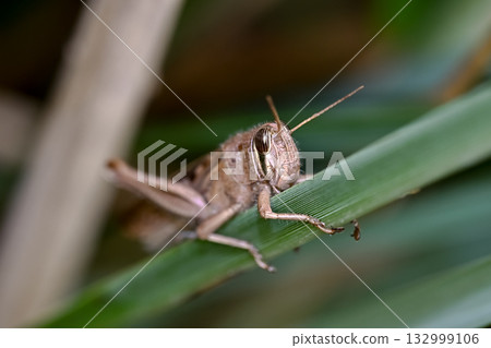 Patanga japonica 132999106