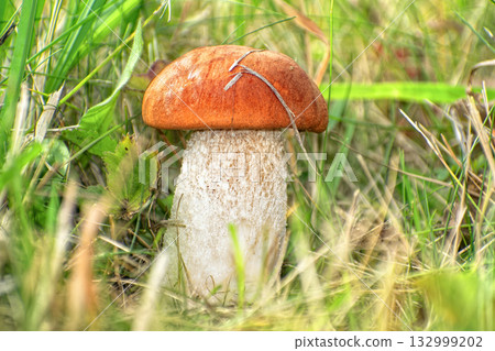 Edible Wild Orange Birch Bolete Mushroom (Leccinum versipelle) Growing in Grass. A vibrant, close-up view of a single wild orange birch bolete mushroom (Leccinum versipelle or similar species) Edible Wild Orange Birch Bolete Mushroom (Leccinum versipelle) Growing in Grass. A vibrant, close-up view of a single wild orange birch bolete mushroom (Leccinum versipelle or similar species) 132999202