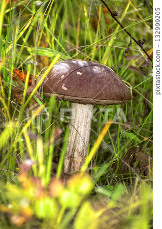 Edible Wild Birch Bolete Mushroom (Leccinum scabrum) Growing in Grass. A close-up view of a single, wild birch bolete mushroom emerging from tall green grass and moss on the forest floor. 132999205