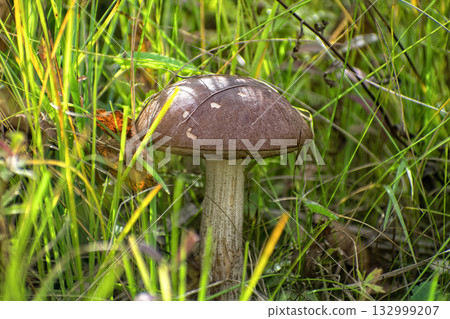 Edible Wild Birch Bolete Mushroom (Leccinum scabrum) Growing in Grass. A close-up view of a single, wild birch bolete mushroom emerging from tall green grass and moss on the forest floor. Edible Wild Birch Bolete Mushroom (Leccinum scabrum) Growing in Grass. A close-up view of a single, wild birch bolete mushroom emerging from tall green grass and moss on the forest floor. 132999207