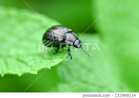 Peppermint 132999214