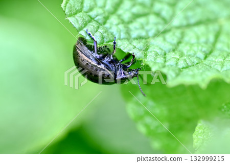 Peppermint 132999215