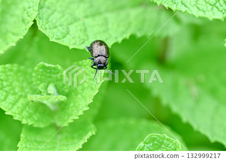 Peppermint 132999217