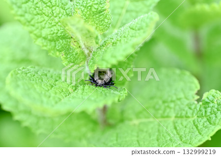 Peppermint 132999219