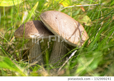 Edible Wild Birch Bolete Mushrooms (Leccinum scabrum) Growing in Grass. A macro shot capturing pair of fresh, wild birch bolete mushrooms emerging from tall green grass and moss on the forest floor. Edible Wild Birch Bolete Mushrooms (Leccinum scabrum) Growing in Grass. A macro shot capturing pair of fresh, wild birch bolete mushrooms emerging from tall green grass and moss on the forest floor. 132999241