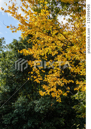 The yellow leaves of the oak tree 132999406