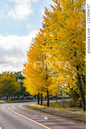 Yellow leaves of a ginkgo tree along the road Yellow leaves of a ginkgo tree along the road 132999437