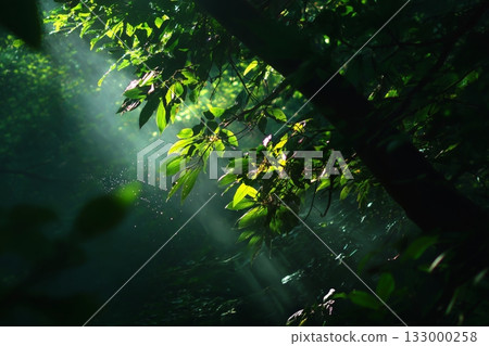 Natural Sunlight Beams Through Dense Leaves in a Peaceful Forest Setting 133000258