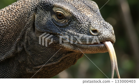 Komodo Dragon in Natural Habitat Endangered Reptile 4K AI 133000403