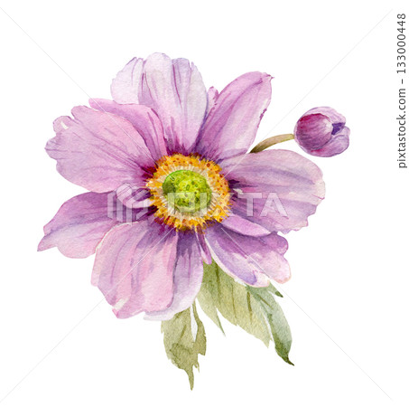 Pink dahlia flower on white background, hand drawn watercolor illustration 133000448
