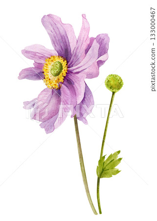 Pink dahlia flower with stem and bud , hand drawn watercolor illustration 133000467