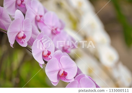 Pale pink Phalaenopsis orchid 133000511