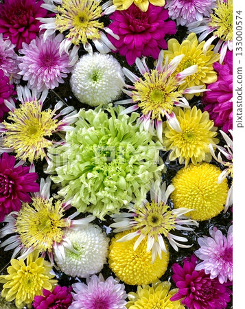 November flower water fountain close-up (colorful chrysanthemums) (Sugao Shrine, Okazaki City, Aichi Prefecture) November flower water fountain close-up (colorful chrysanthemums) (Sugao Shrine, Okazaki City, Aichi Prefecture) 133000574