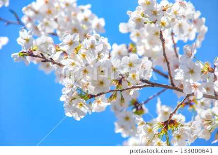 閃耀在藍天的櫻花 133000641