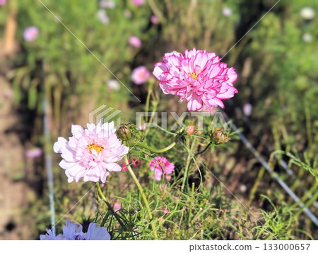 Beautifully blooming pink autumn chrysanthemums 133000657