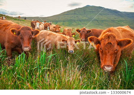 Herd of brown cattle grazing on hillside in Scottish Highlands 133000674