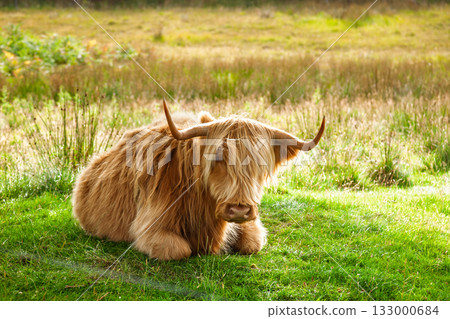 Highland cow resting on green grass in rural meadow 133000684