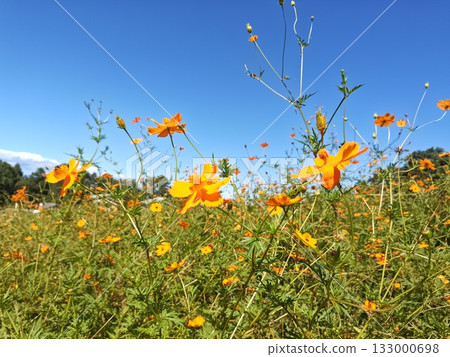 Beautiful yellow cosmos blooming against the blue sky Beautiful yellow cosmos blooming against the blue sky 133000698