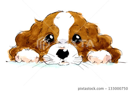 查理王小獵犬水彩插圖 133000750