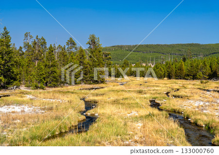 The thermal Rabbit Creek winds through a golden meadow in Yellowstone National Park. A dense pine forest stands in the background under a clear, deep blue sky 133000760