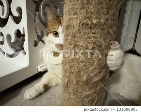A ginger and white cat hiding behind a scratching post, peeking out with one eye while hugging the post with its paw. A ginger and white cat hiding behind a scratching post, peeking out with one eye while hugging the post with its paw. 133000905