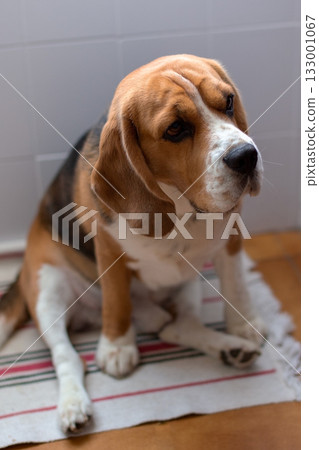 Melancholy Beagle Dog Sitting Alone on a Striped Rug Melancholy Beagle Dog Sitting Alone on a Striped Rug 133001067