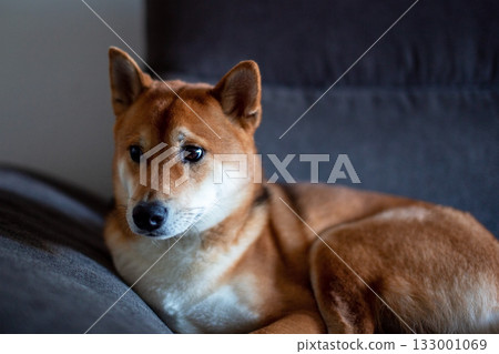 Pensive Shiba Inu resting on a dark grey sofa 133001069