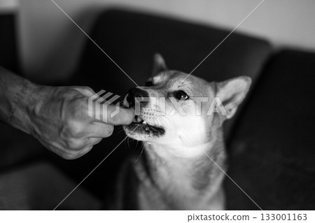 A Moment of Connection Hand Feeding a Dog a Treat 133001163