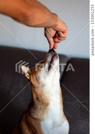 A person's hand feeding a treat to a dog indoors A person's hand feeding a treat to a dog indoors 133001253