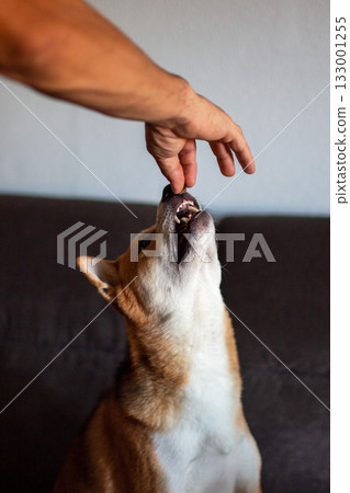 Dog receiving a treat from a human hand on a couch 133001255