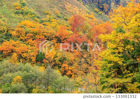 Shomyo Falls at its best when the autumn leaves are in full bloom 133001332