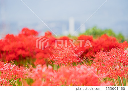 A view of cluster amaryllis blooming along the Tenryu River in Iwata City (Shizuoka Prefecture) 133001460