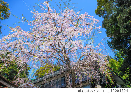 春日景色，垂枝櫻花與國寶久乃山東照宮的傳統建築在湛藍天空的背景下熠熠生輝。 133001504
