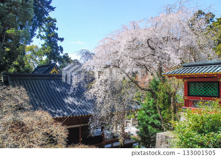 春天，陽光灑在國寶級神社久野山東照宮及其歷史悠久的庭院上，垂枝櫻花在陽光下熠熠生輝。 133001505