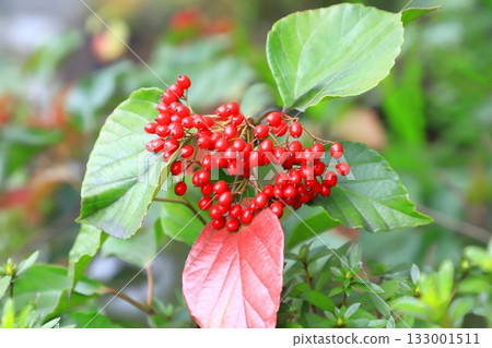 日本燈籠樹的紅色漿果 日本燈籠樹的紅色漿果 133001511
