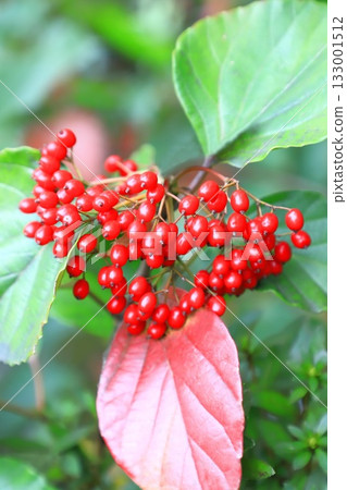 Red berries of the Japanese lantern plant 133001512